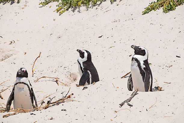 istock Penguins at Boulders Beach, South Africa (Penguin Beach) 513471106