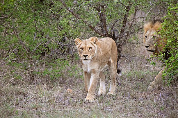 istock Lion Couple, Kruger National Park 513471364