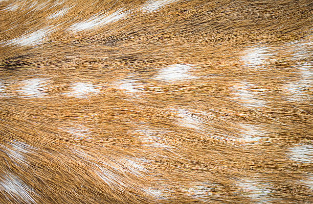 istock Close up shot of a deer fur background image 513472355