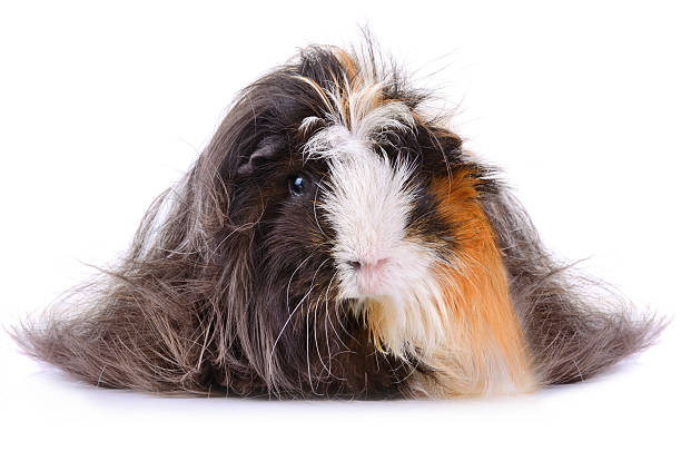 istock Long hair guinea pig 513472375
