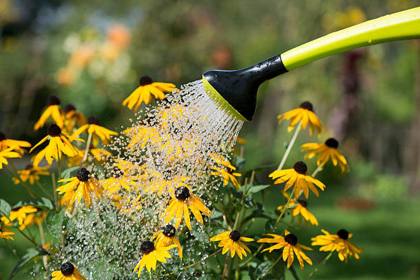 regar flores - giesen imagens e fotografias de stock