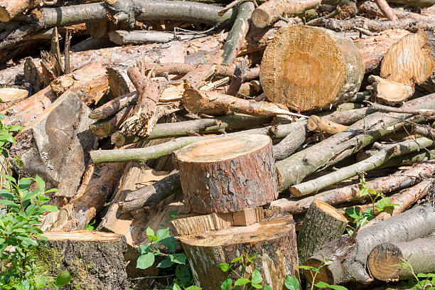 istock Bunch of felled trees 513472745