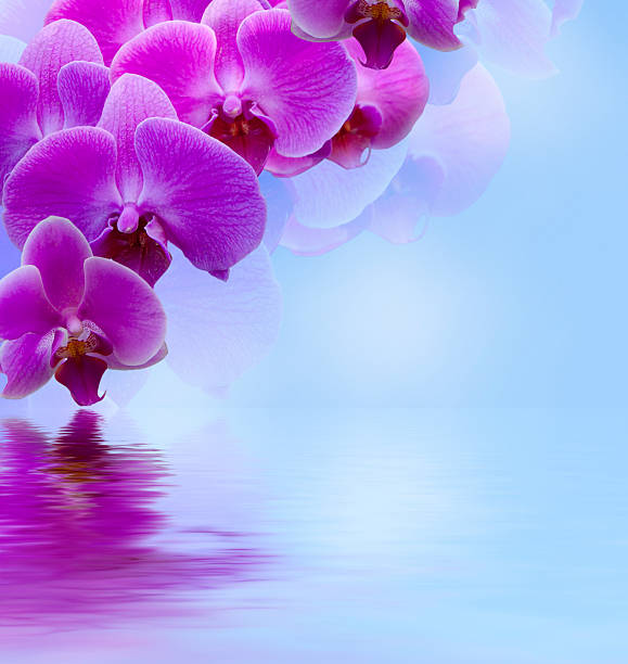 istock Beautiful lilac orchid 513472879