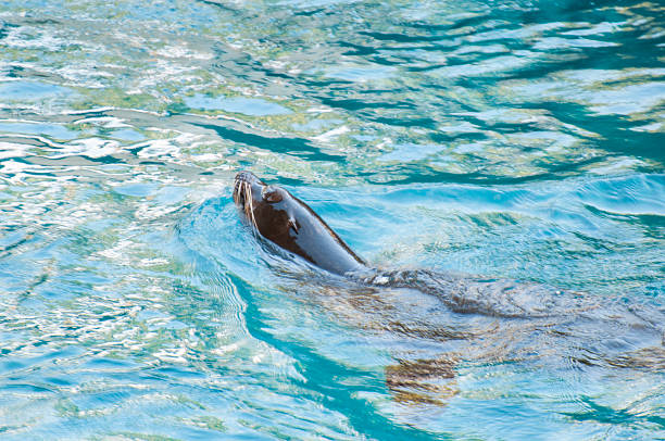 istock seal saltwater mammal 513474399