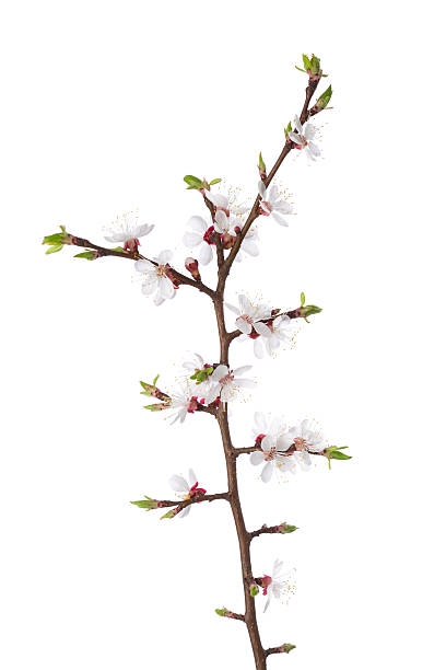 istock Branch in blossom isolated on white. 513474492