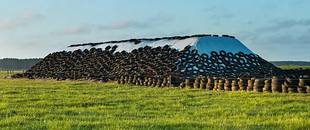 Silage stack covered in white plastic with old tyres over it.