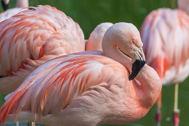 istock Flamingos in a pond in a natural environment 513474519