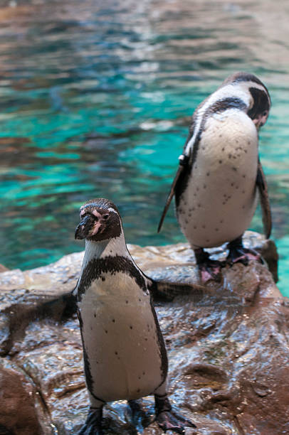 istock penguin of antarctica 513474525