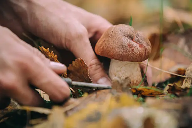 Photo of man gathering mushrooms in the woods