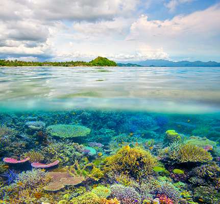 beatiful coral reef in clear tropical waters in front of exotic island