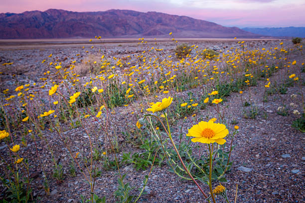 super blüte der wüste gold wildblumen im sonnenaufgang, tod tal - panamint range stock-fotos und bilder