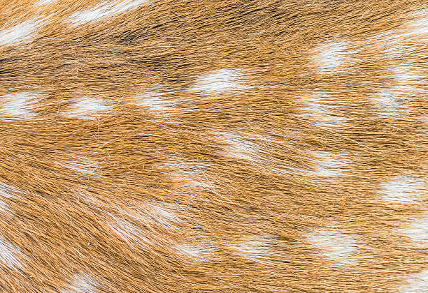 istock Close up shot of a deer fur background image 513474767