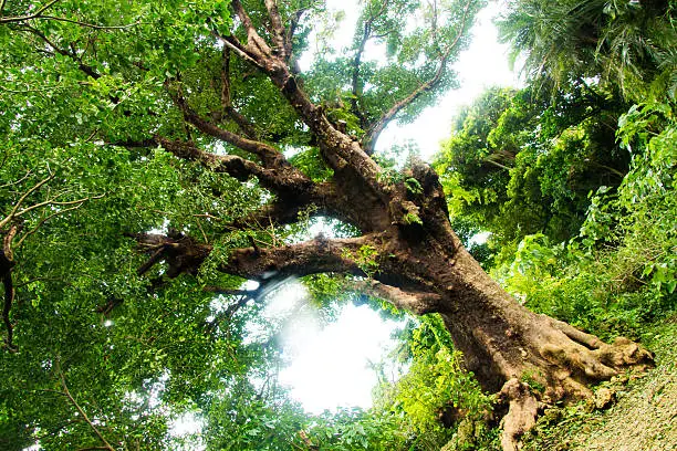 OO-AKAGI is famous big tree i  Okinawa-Japan.