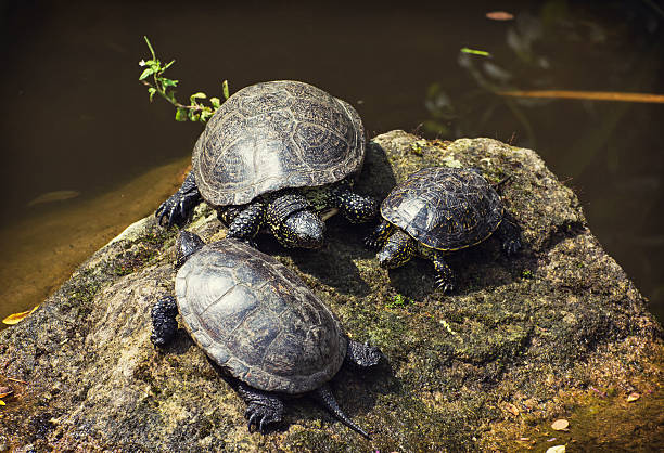 European pond turtles basking on the rock stock photo