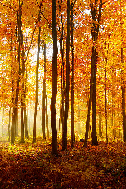 Deciduous Forest of Beech Trees with Leafs Changing Colour Illuminated by Sunbeams through Fog at Sunrise in Autumn, Carpet of fallen leafs covering the ground