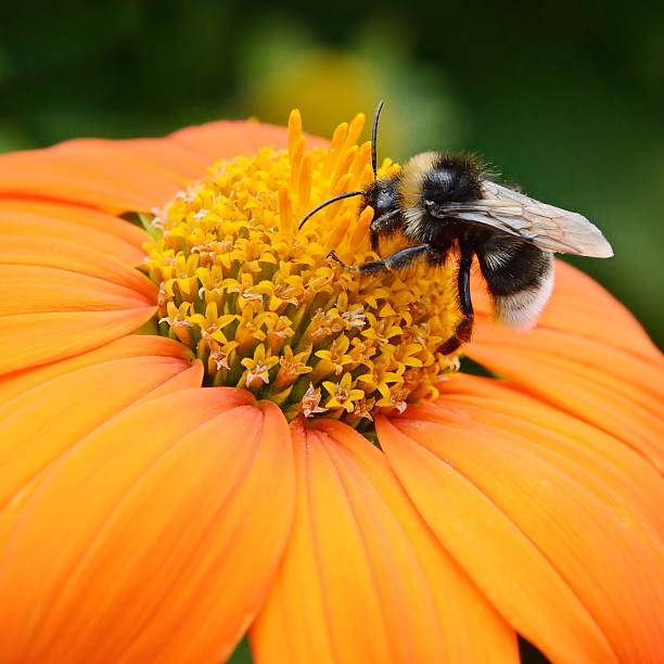 istock Big bumble bee on flower 513479058