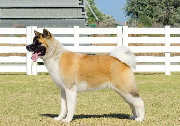 A profile view of a sable, white and brown pinto American Akita dog standing on the grass, distinctive for its plush tail that curls over his back and for the black mask. A large and powerful dog breed.