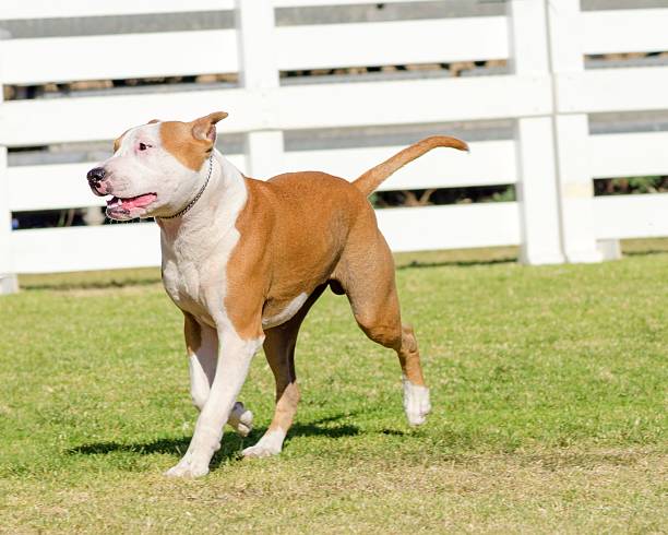 American Staffordshire Terrier A small, young, beautiful, white and red sable American Staffordshire Terrier walking on the grass while sticking its tongue out and looking playful and cheerful. Its ears are cropped. pit bull power stock pictures, royalty-free photos & images
