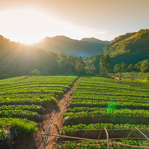 istock Beautiful sunshine at misty morning mountains . 513480680