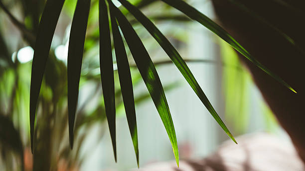 istock Green leaves plant on a jungle nature background 513482092