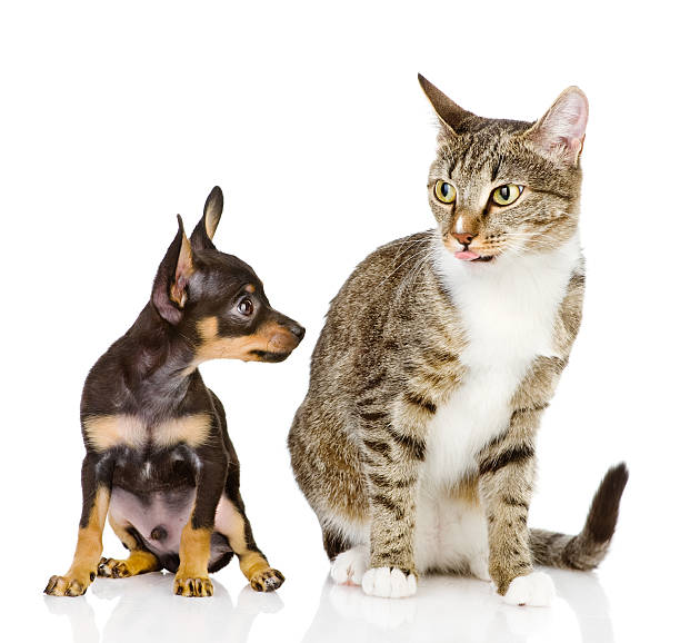 istock puppy and cat together. isolated on white background 513482170