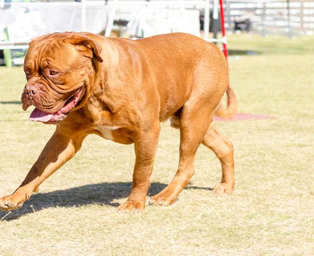 istock Mastiff of Bordeaux 513482390