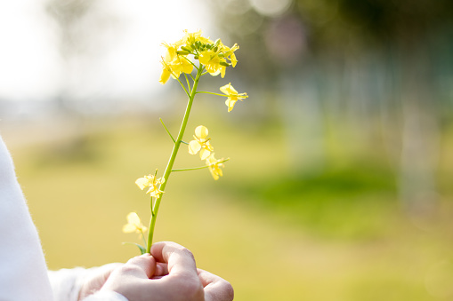 Hand with rape flowers