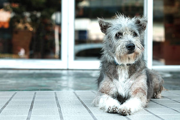 tailandia perro mirando una esperanza - fittest fotografías e imágenes de stock