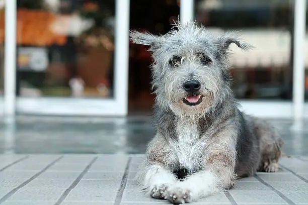 Photo of Thailand Dog Looking a Hope