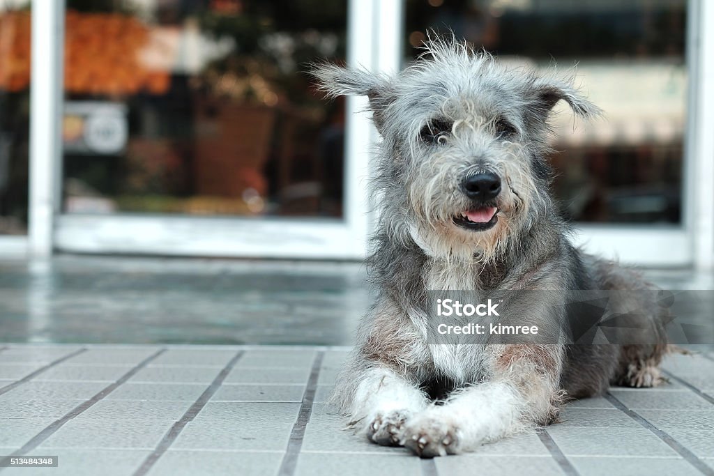 Thailand Dog Looking a Hope Abstract Stock Photo