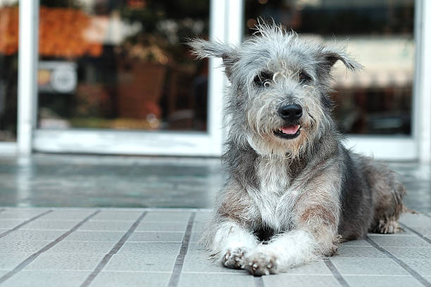 tailândia cão olhando uma esperança - fittest imagens e fotografias de stock