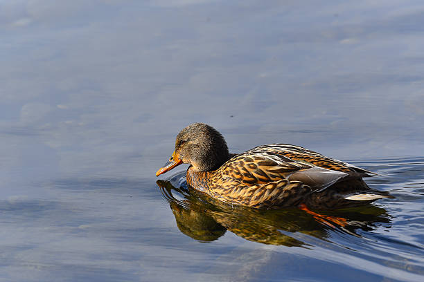 istock Mallard duck on the lake 513484582