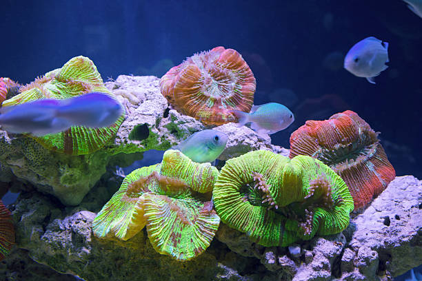 istock Beautiful underwater world with tropical fish 513484640