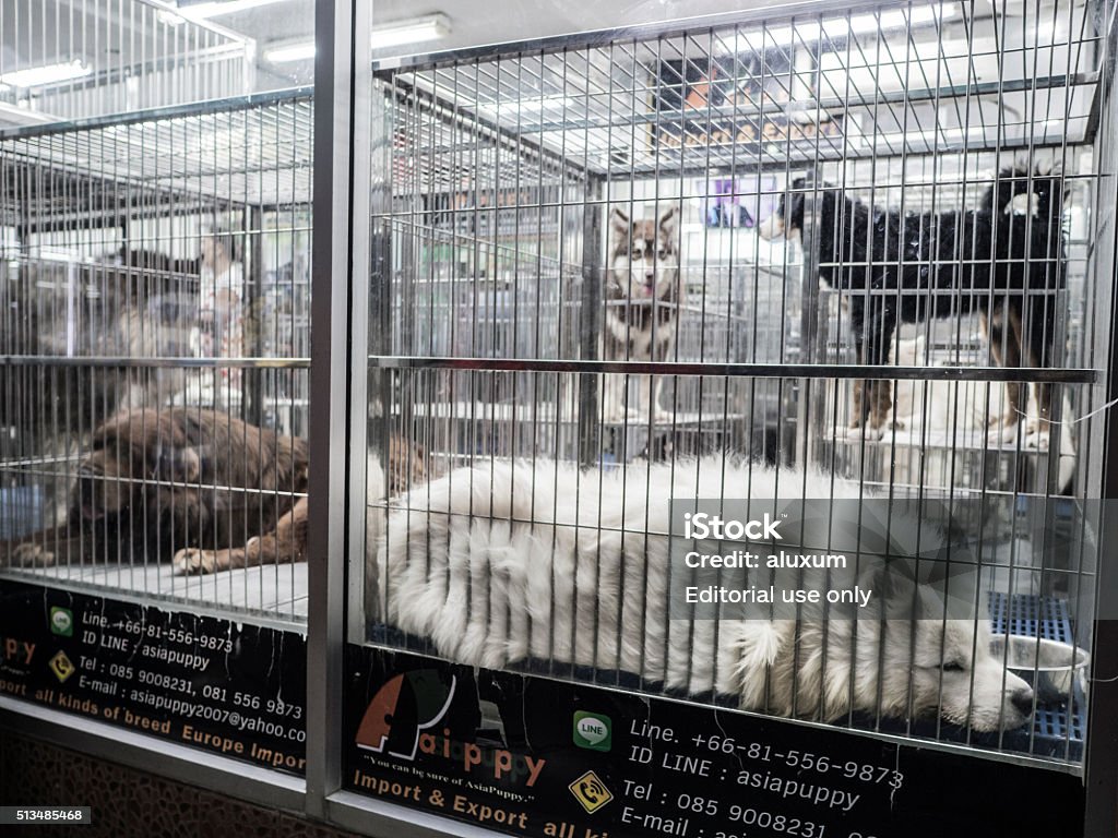 Dogs For Sale At Chatuchak Market Bangkok Thailand Stock Photo - Download  Image Now - Animal, Asia, Bangkok - iStock