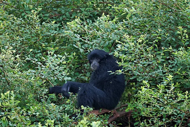 Long-sleeved black monkeys that live in the tree. Living in the area of Sumatra, Indonesia.