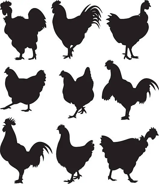 Vector illustration of chicken, hen, cock - silhouettes