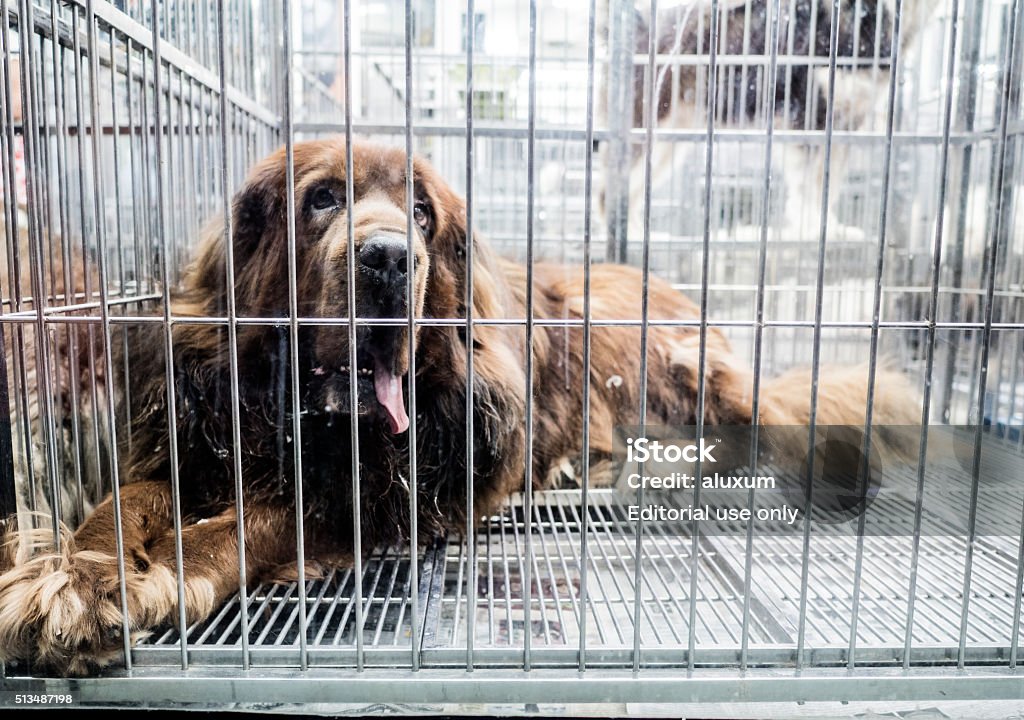 Dogs For Sale At Chatuchak Market Bangkok Thailand Stock Photo - Download  Image Now - Dog, Sadness, Animal - iStock