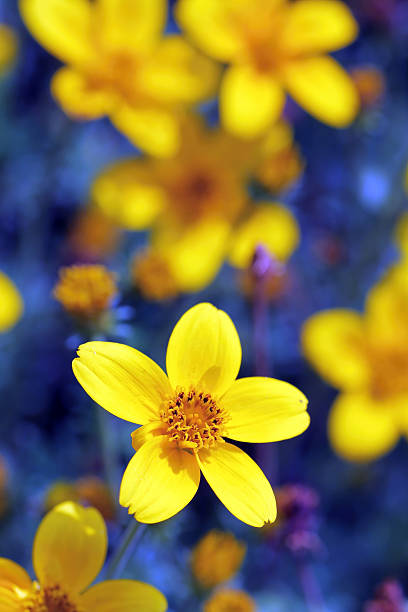 istock Yellow flowers with a blue background. 513488570