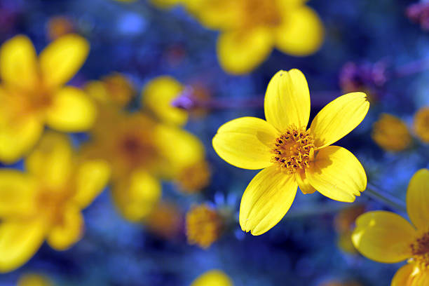 istock Yellow flowers with a blue background. 513488646