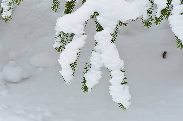 istock Winter fresh fallen snow on a branch of spruce forest 513488774