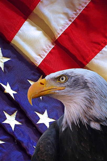 istock American bald eagle and USA flag 513488868