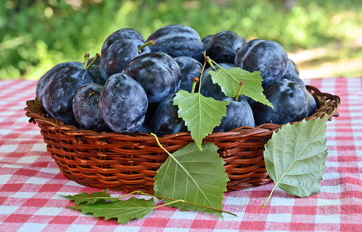 Ripe blue plums in the basket on the table.