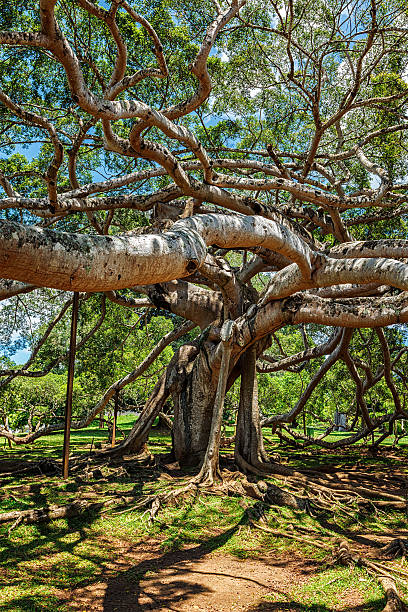 ficus benjamina tree - royal botanical garden stock-fotos und bilder