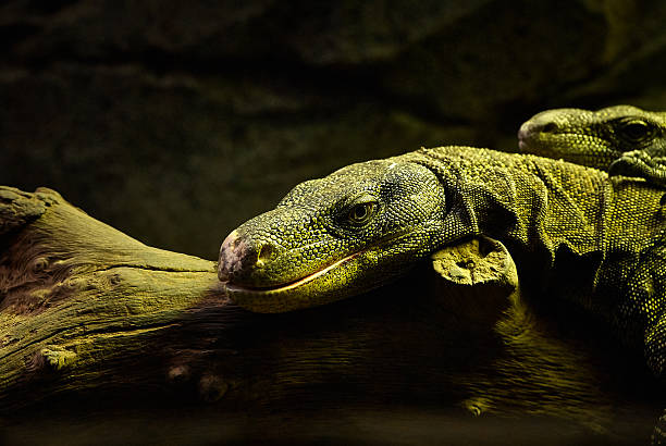 istock Varanus Salvadorii lying on a branch 513492312
