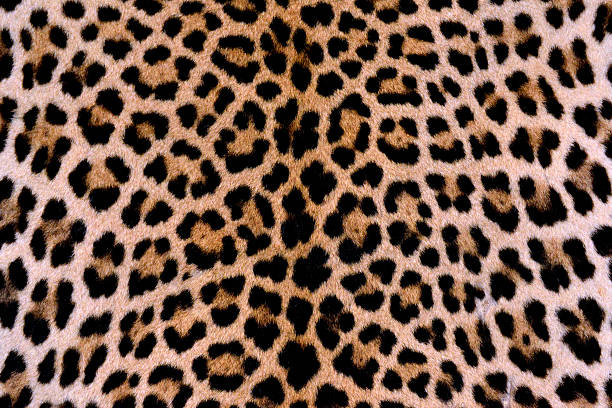 leopard haut authentische - fur pattern stock-fotos und bilder