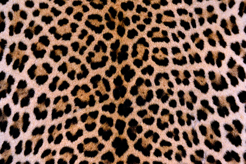 Leopard Skin - pattern close-up - genuine leopard hide