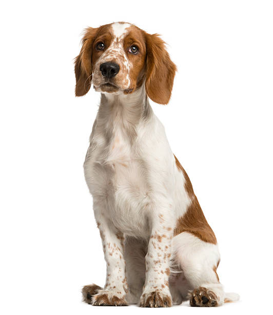 spaniel springer galês sentado na frente de um fundo branco - springer spaniel dog pets animal imagens e fotografias de stock