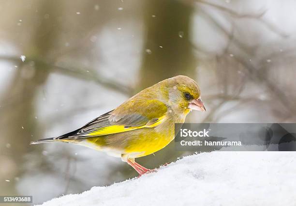 Greenfinch Stock Photo - Download Image Now - Green Finch, Winter, Animal