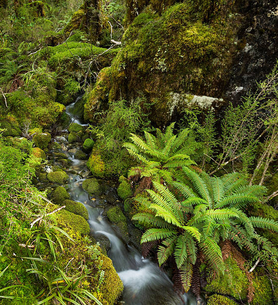 водопад в пышные умеренный тропический лес - routeburn falls new zealand mountain beauty in nature стоковые фото и изображения