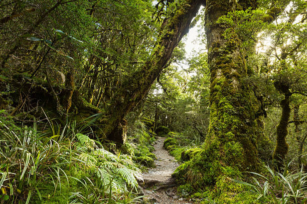 istock native beech forest, New Zealand 513495004